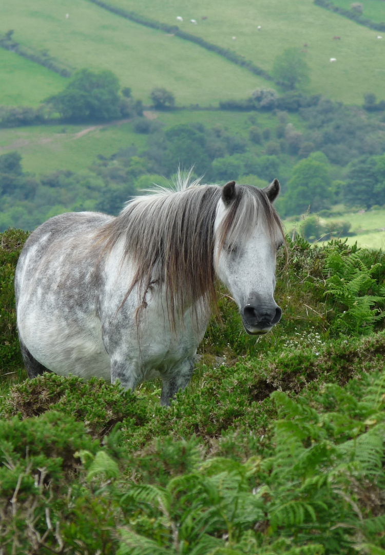 Dartmoorpony