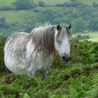 Dartmoorpony