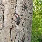 darüber am gleichen Baum