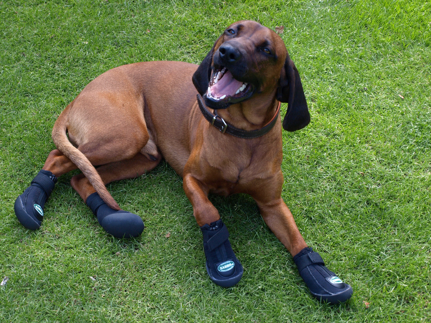 Darüber muss selbst der Hund lachen: Hundeschuhe!!!