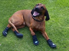 Darüber muss selbst der Hund lachen: Hundeschuhe!!!