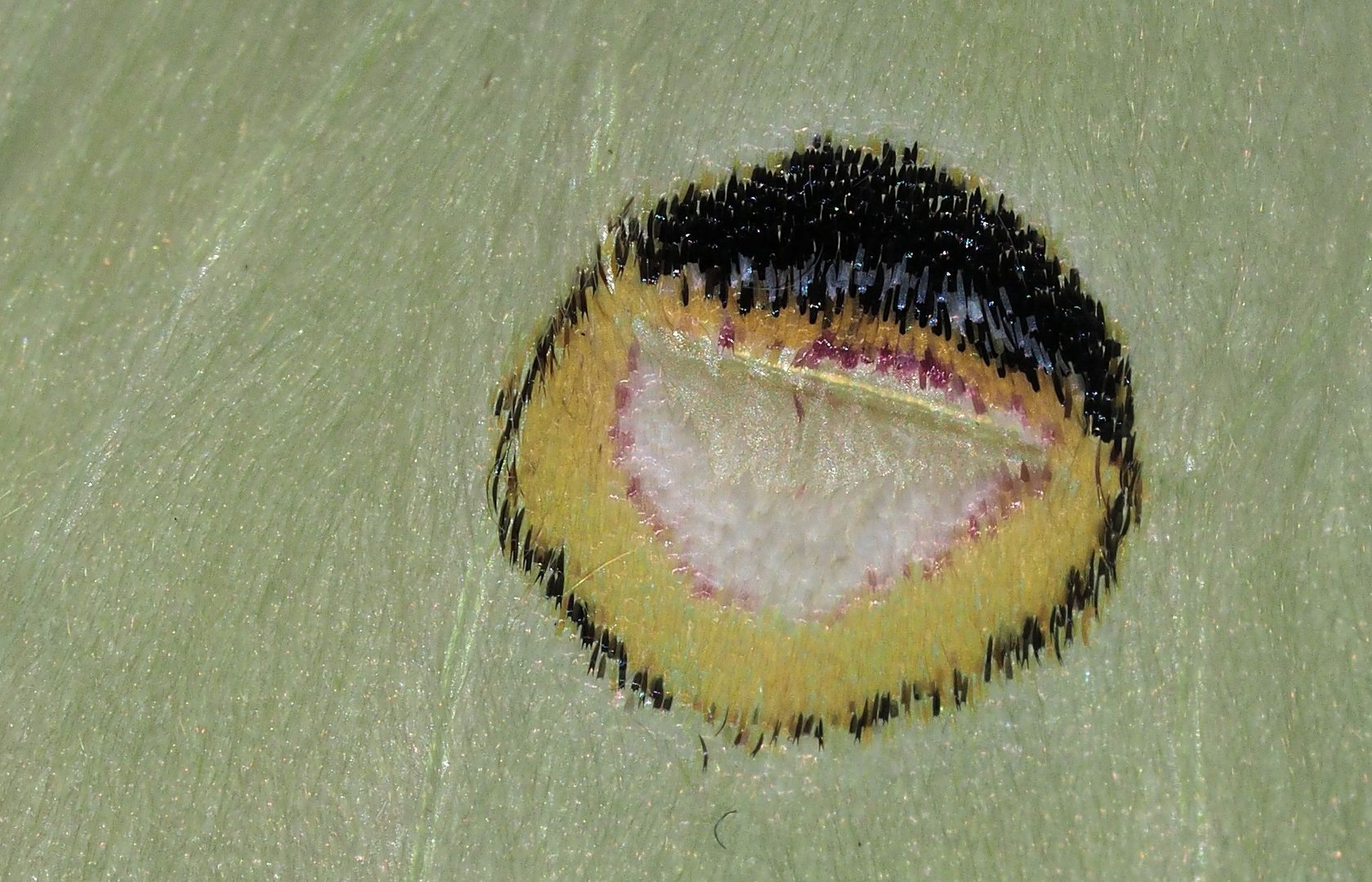 Darum heißen Schmetterlinge Schuppenflügler....(Ordnung Lepidoptera)