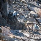 Darum heißt der Blauaffe- Blauaffe