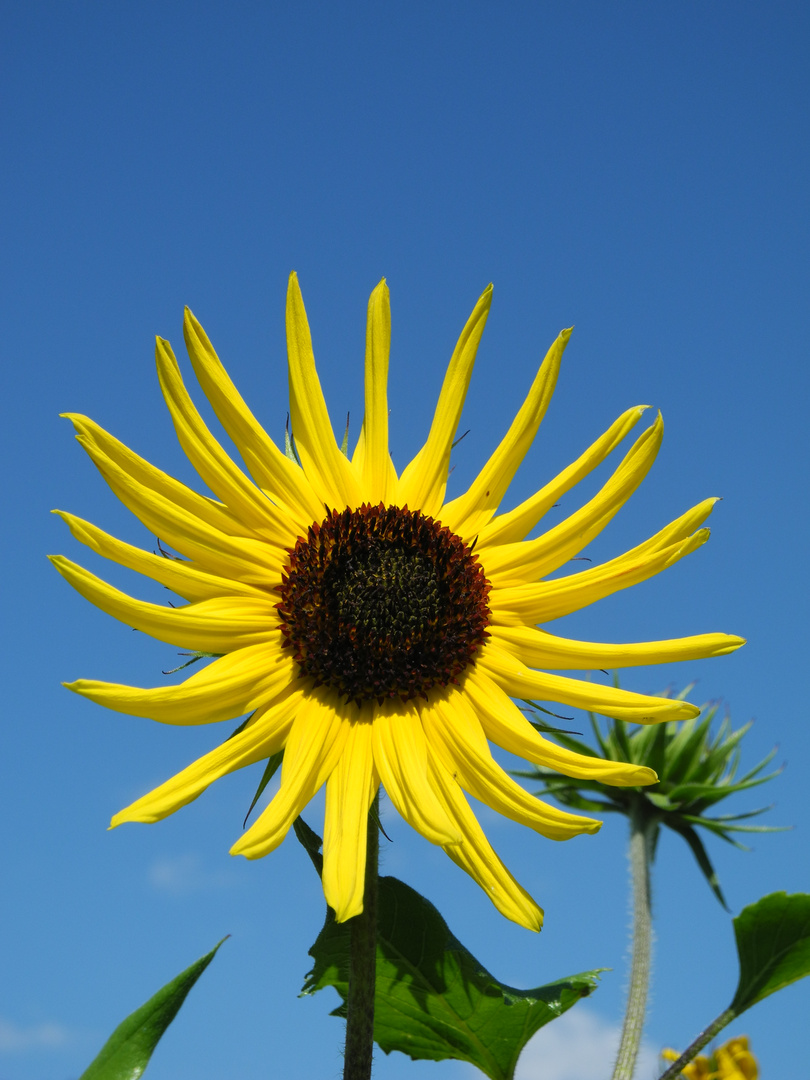 Darum heißt die Sonnenblume Sonnenblume