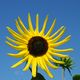 Darum heit die Sonnenblume Sonnenblume