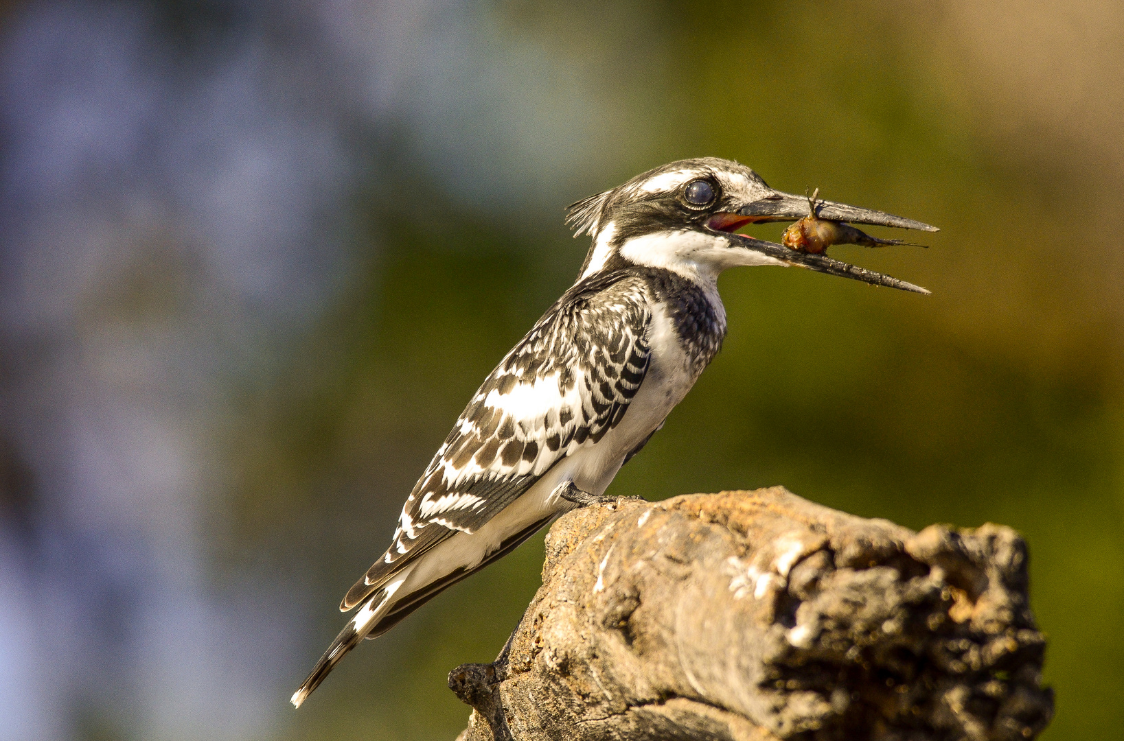 darum heißt er Kingfisher