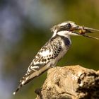 darum heißt er Kingfisher