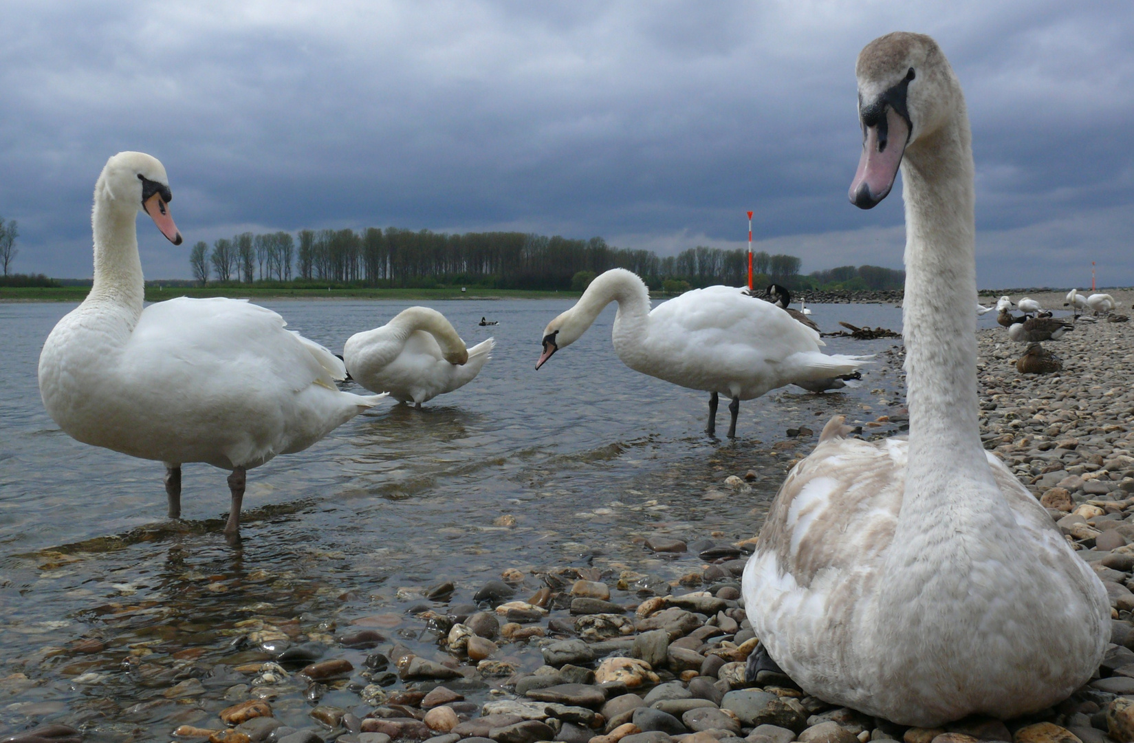 Darum ist es am Rhein so schön ...,