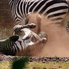 Darum soll man Zebras NIE mit witzen füttern