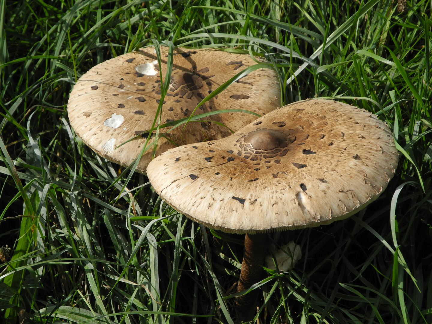 Darunter ist man gut behütet (Falscher Rotfußröhrling, Xerocomus porosporus ???)