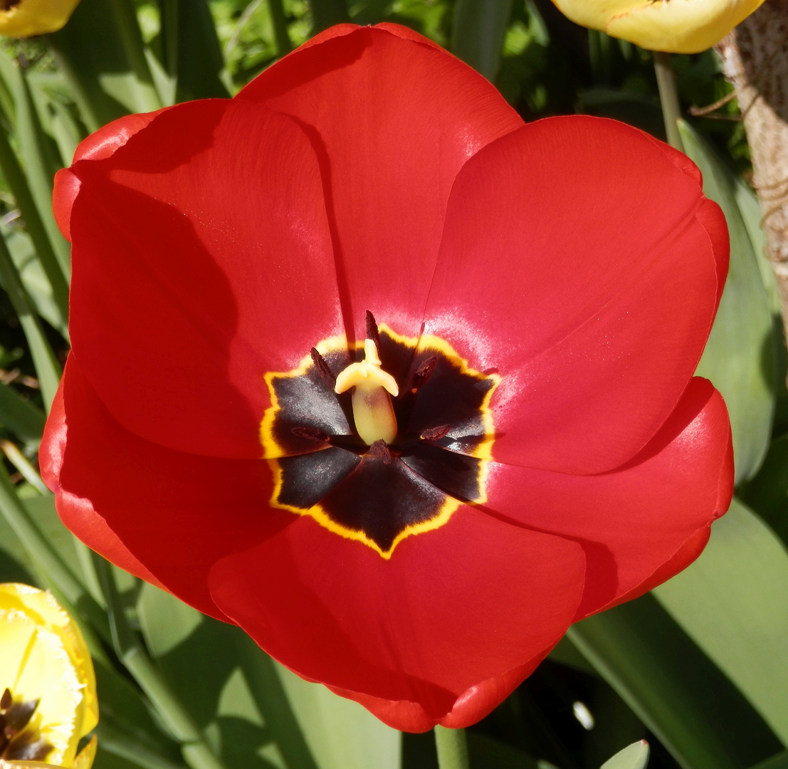 Darwin-Hybrid-Tulpe "Apeldoorn"