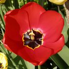 Darwin-Hybrid-Tulpe "Apeldoorn"