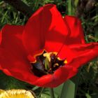 Darwin-Hybrid-Tulpe "Apeldoorn"