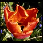 Darwin-Hybrid-Tulpe "Apeldoorns Elite"
