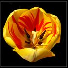 Darwin-Hybrid-Tulpe "Burning Heart"