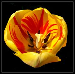 Darwin-Hybrid-Tulpe "Burning Heart"