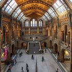 Darwin Museum in London