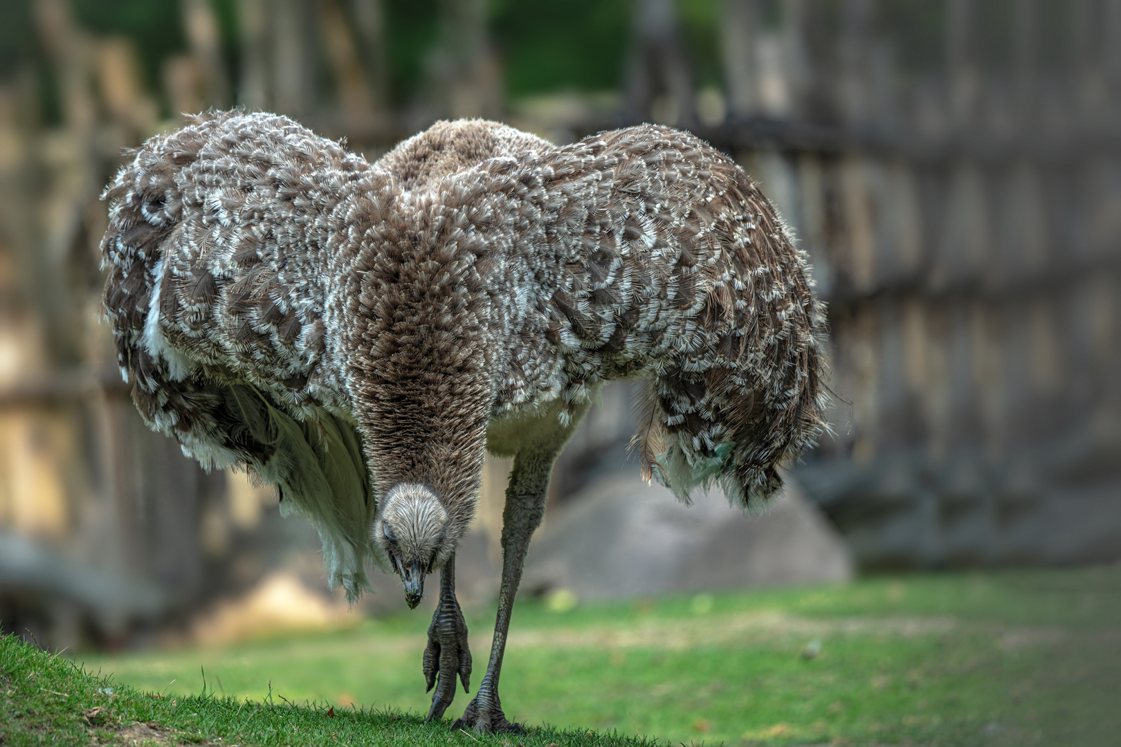   Darwin-Nandu (Rhea pennata) 