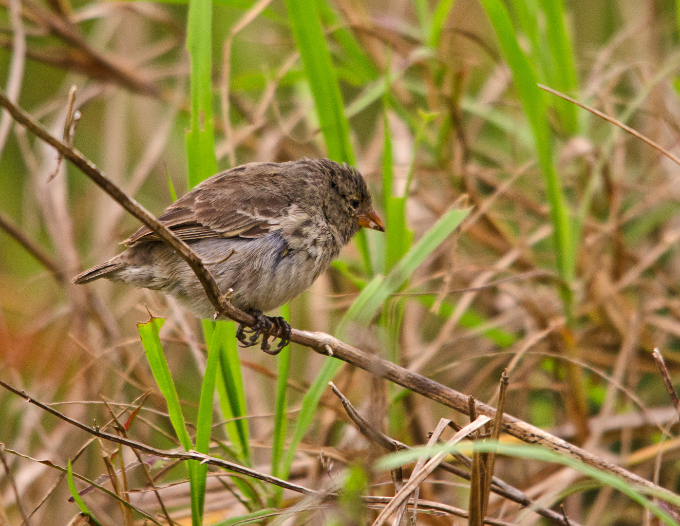 Darwin's Finch