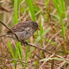 Darwin's Finch