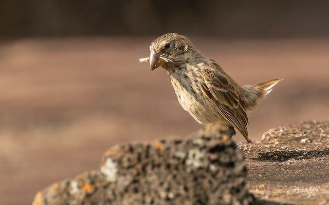 °°_Darwins_Piepmätze_°°