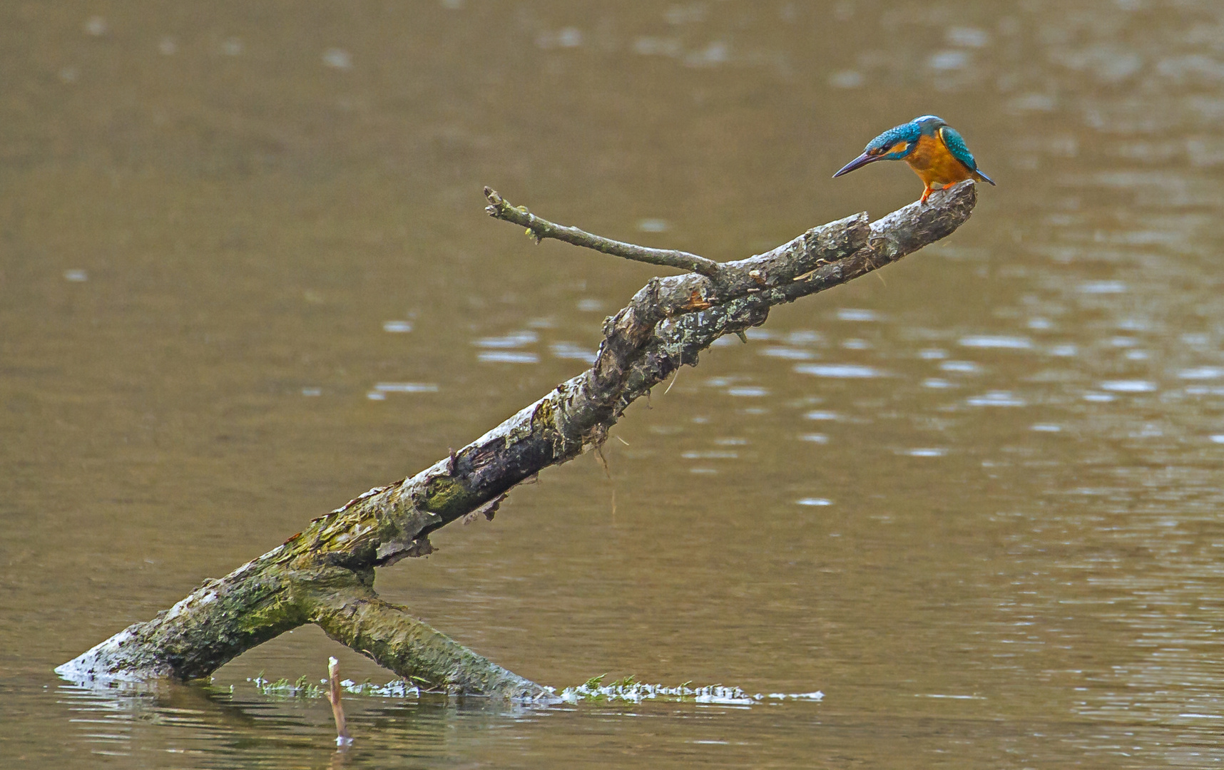 Das 1. Eisvogelbild von mir im März 2013