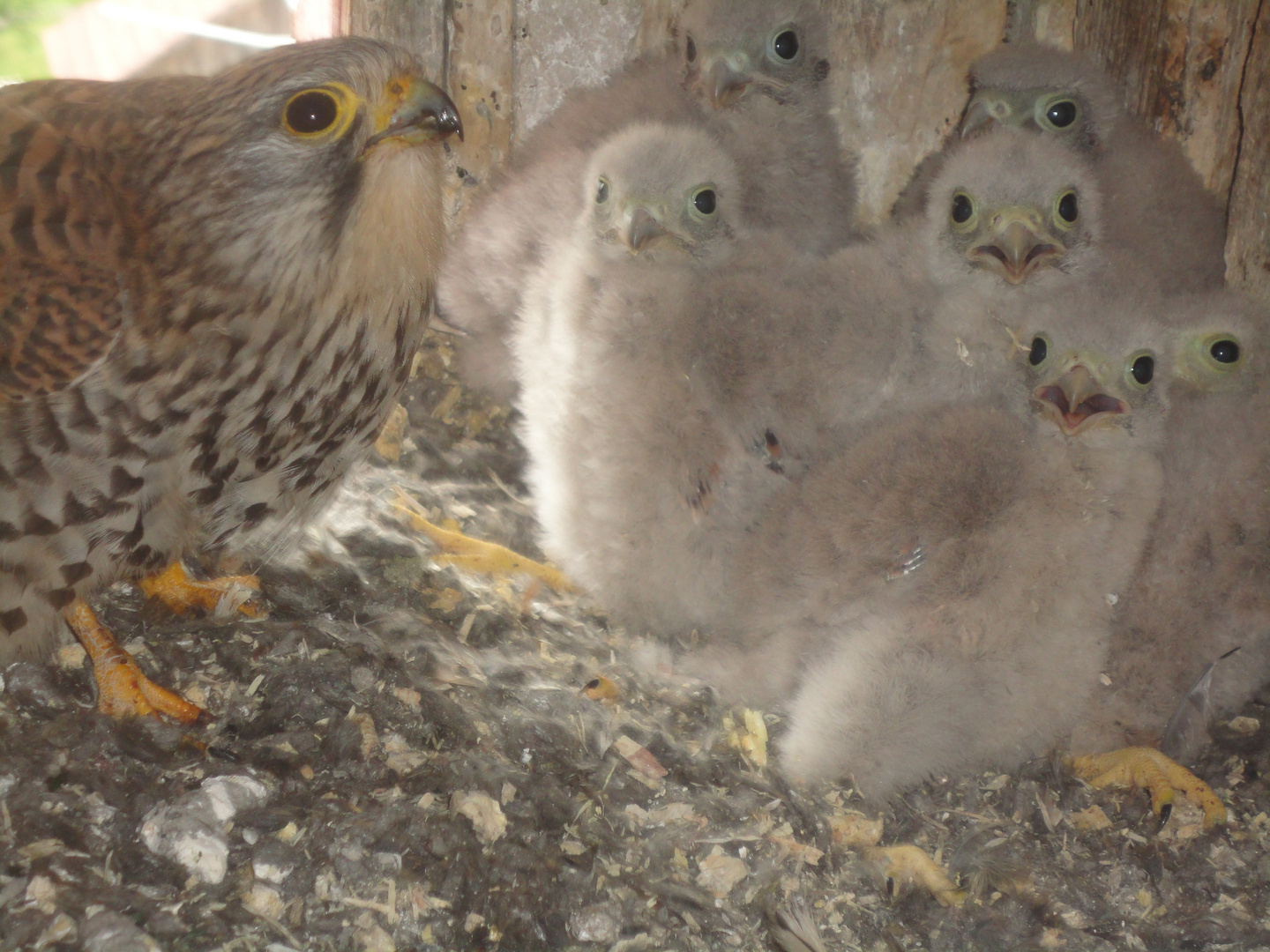 ..das 1. Familienfoto der "Turmis"