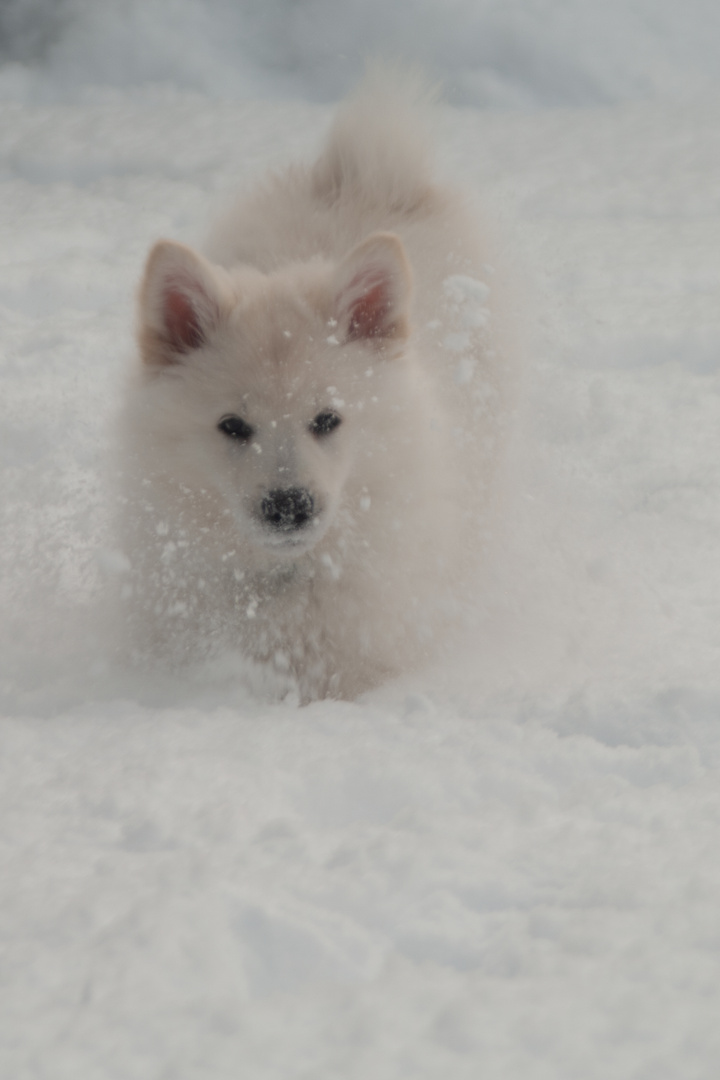 Das 1 mal im Schnee.