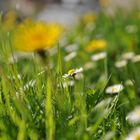 Das 10001. Gänseblümchen ...