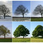 Das 1.Halbjahr 2011 von "meinem" Baum