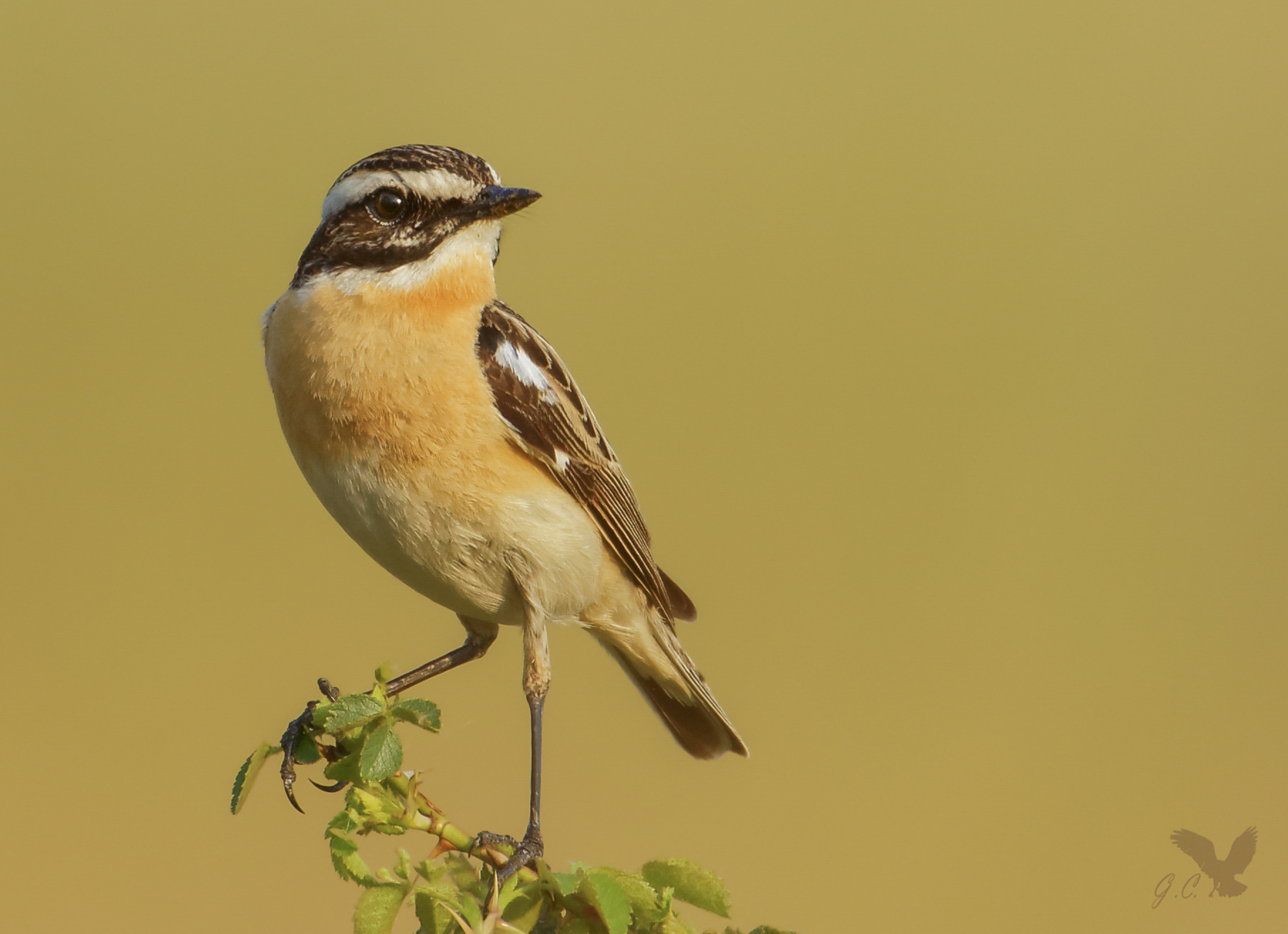 das 2. männliche Braunkehlchen (Saxicola rubetra) ...