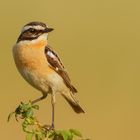 das 2. männliche Braunkehlchen (Saxicola rubetra) ...