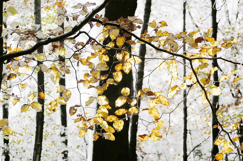 Das 3 trilliarste Herbst Foto