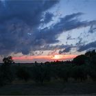 Das Abendlicht im Olivenhain genießen