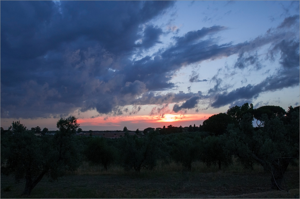 Das Abendlicht im Olivenhain genießen