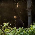 Das Abendlied der Amsel