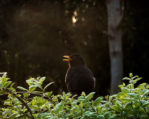 Das Abendlied der Amsel