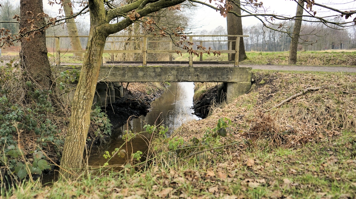 Das abgelassene Wasser fließt im Graben zu einem Koi-u. Karpfenteich auf der anderen Seite...