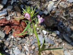 Das Acker-Löwenmaul (Misopates orontium)