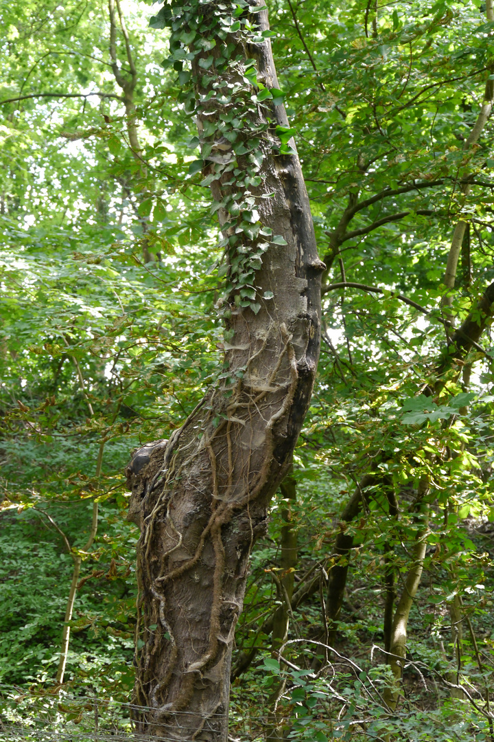 Das "Aderngeflecht" eines Baumes.