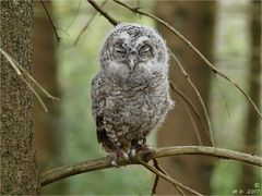 Das älteste Waldkauz-Küken....