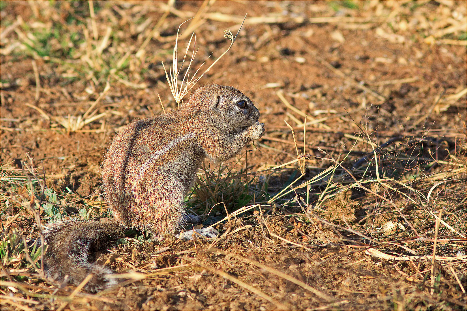 Das afrikanische Borstenhörnchen