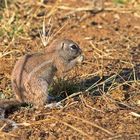 Das afrikanische Borstenhörnchen