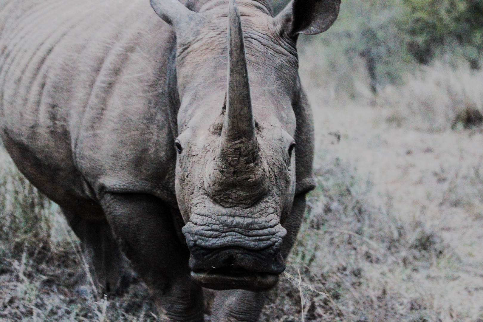 Das aggressive Nashorn