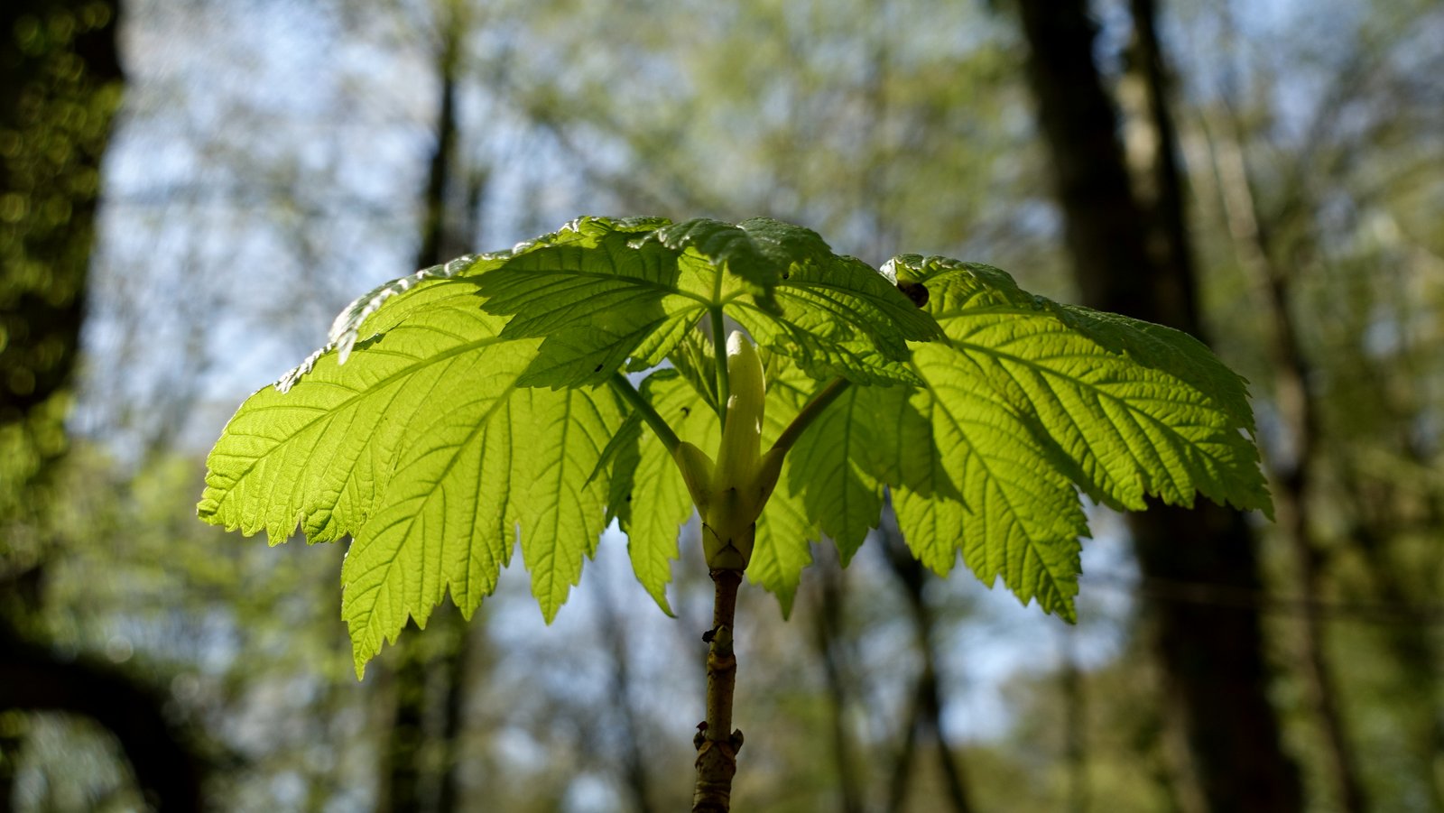 Das Ahornblatt Foto & Bild spezial, wald, bäume Bilder auf