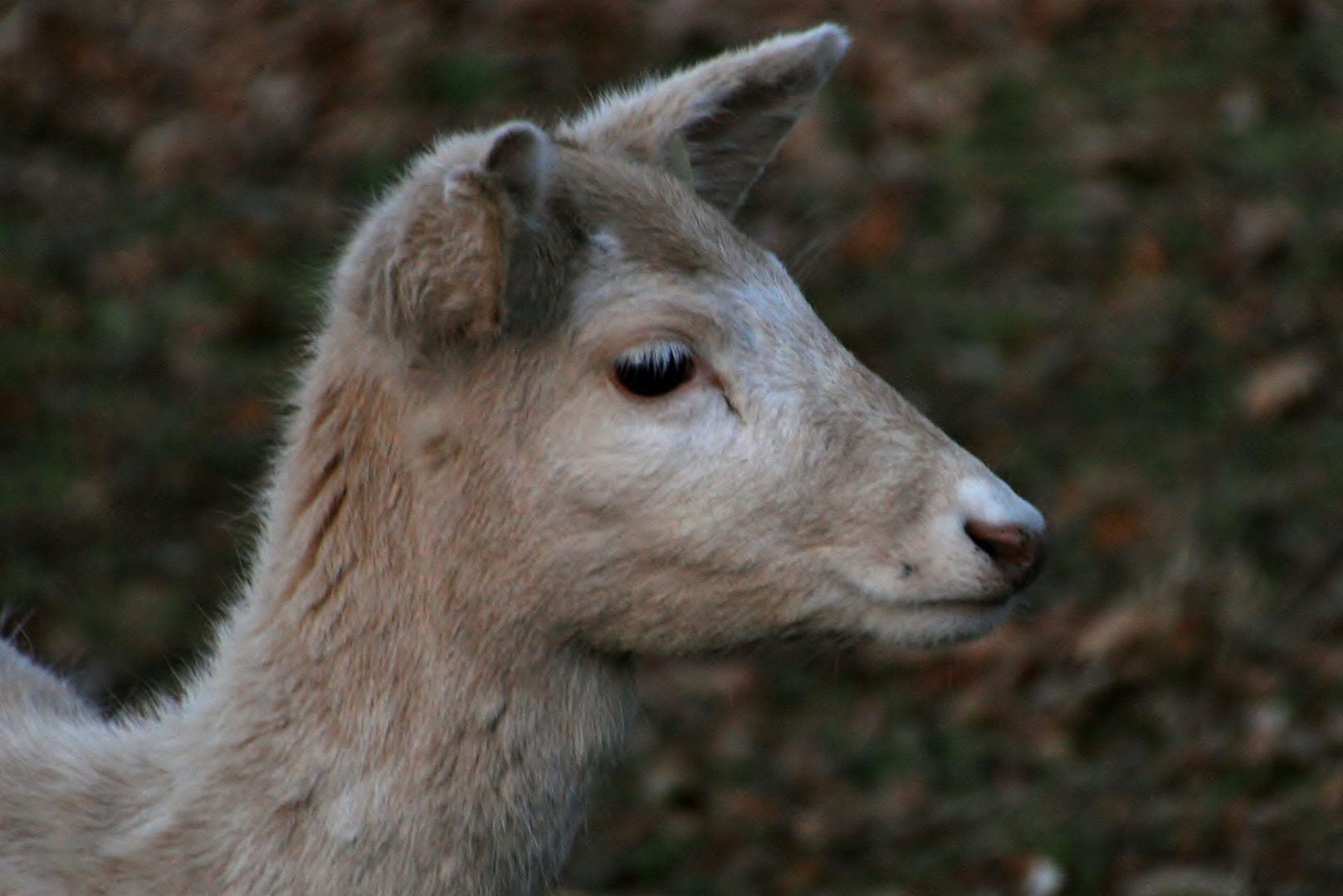 Das Albino