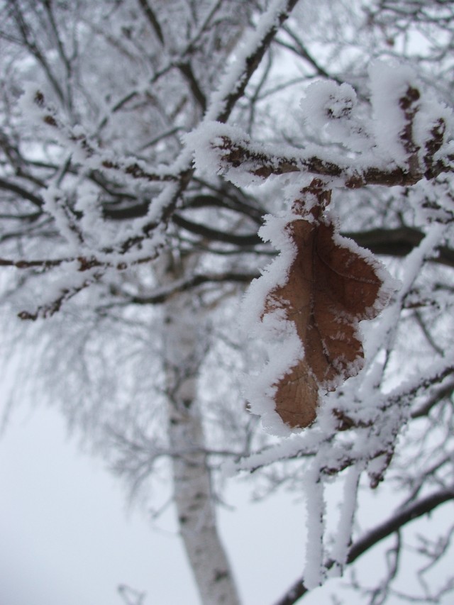 Das allerletzte Blatt