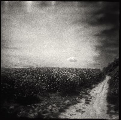 Das allfrühlingliche Rapsbild.