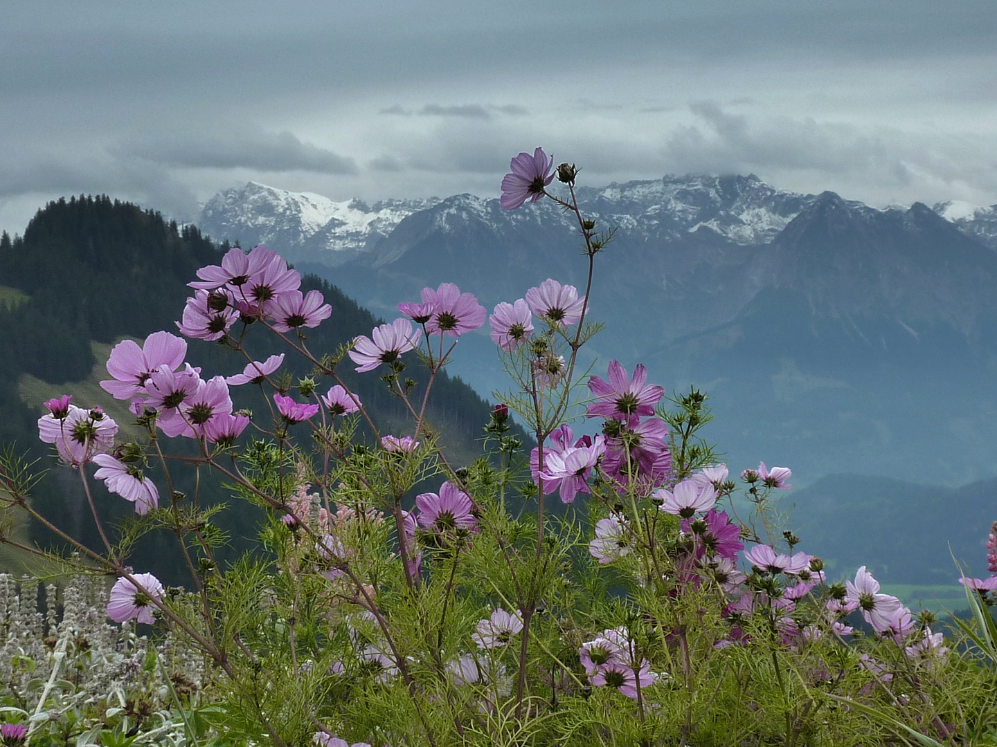 das Allgäu