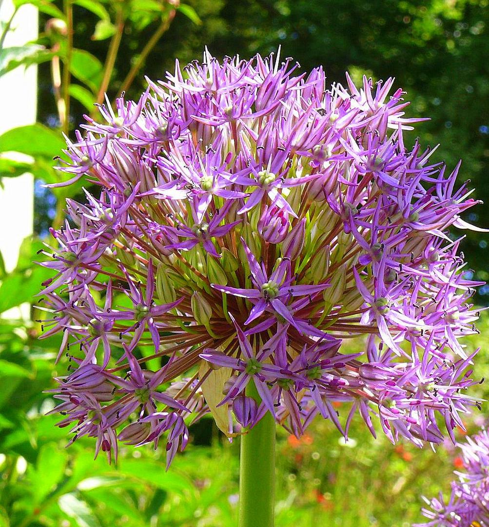 Das Allium